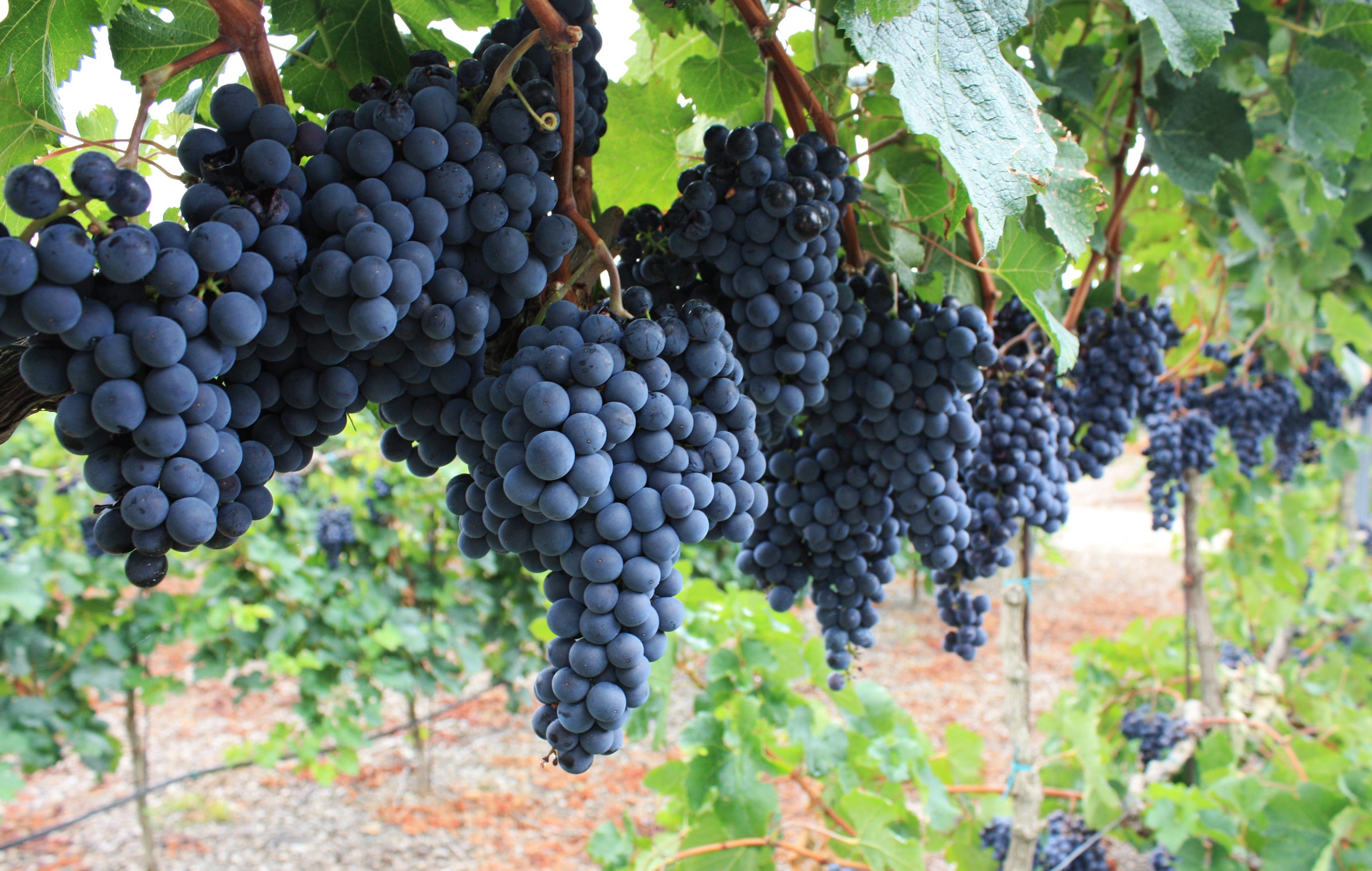 Cabernet Sauvignon