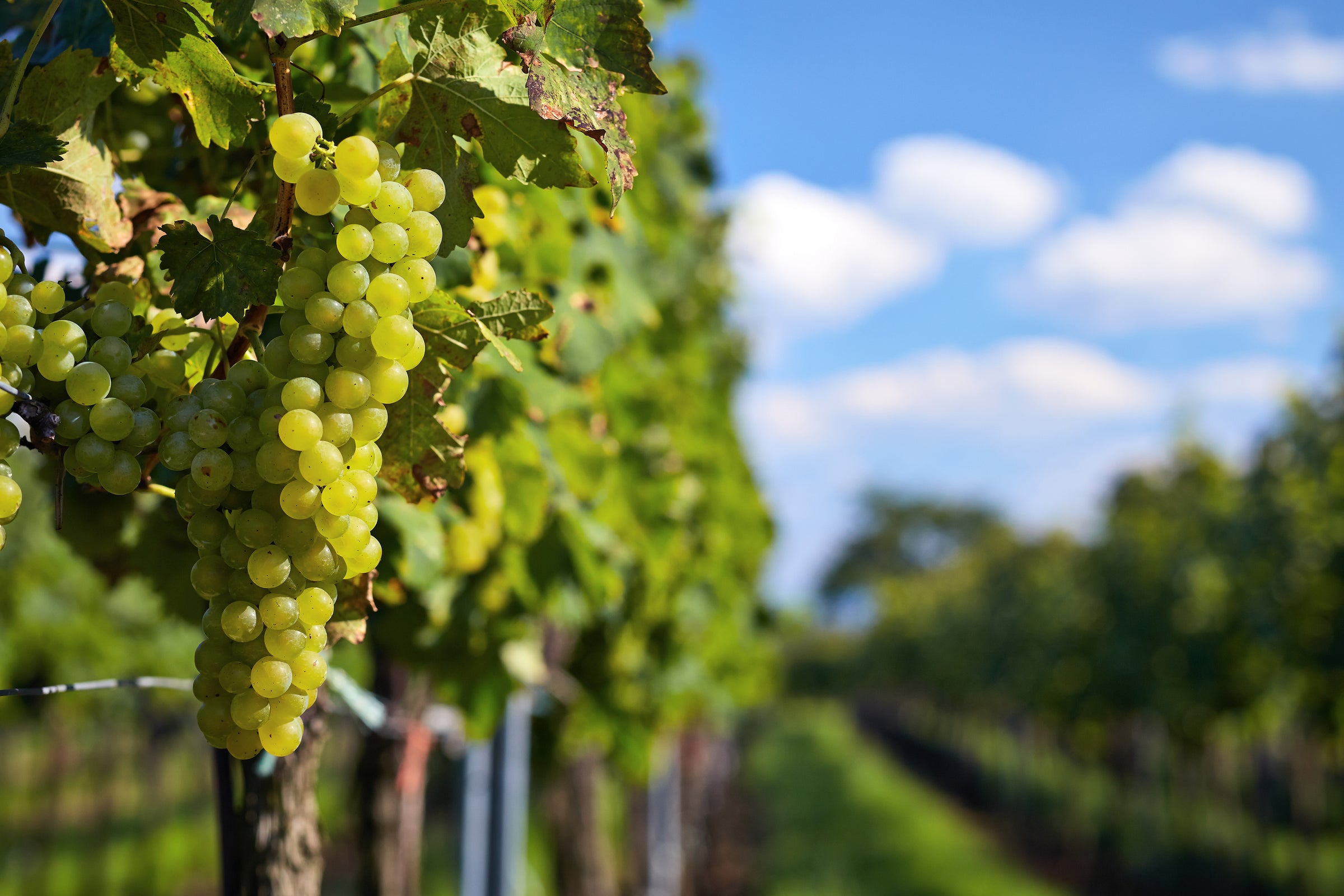 Riesling
