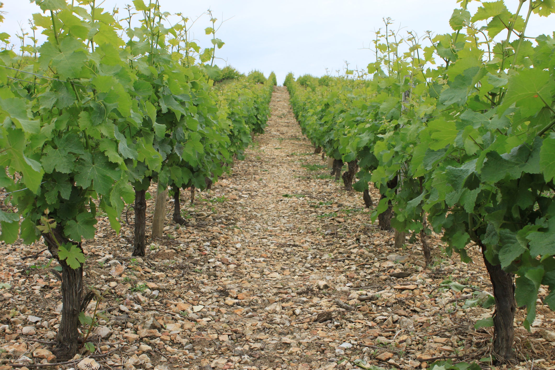 Sancerre